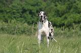 DOGUE ALLEMAND 556